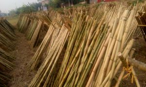 Venta al por mayor de palos de bambú baratos del proveedor de productos agrícolas de Vietnam Bao Tram Anh - Product Image 3