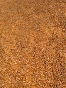 Mejor Suministro de Maíz Amarillo de Calidad/Maíz Amarillo para Consumo Humano, Maíz Amarillo No Transgénico/Maíz Amarillo para Alimentación Animal, Palomitas de Maíz - Product Image 3