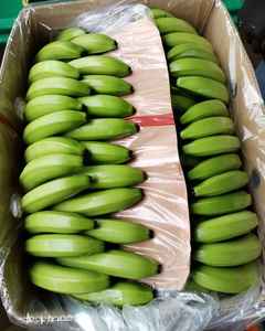 Plátanos Cavendish Frescos Orgánicos de Vietnam, Verdes, 20 kg, Grado A, Almacenamiento en Frío - Product Image 1