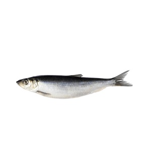 Pescado Arenque, el Más Vendido, Increíblemente Bueno, Congelado de Primera Calidad, Bajo en Sal, con Vitaminas, de Portugal - Product Image 4