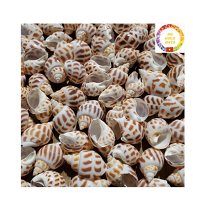 Venta al por mayor de conchas de Caracol dulce de calidad superior, conchas marinas de Babilonia manchadas naturales de Vietnam - Product Image 6