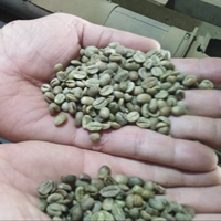 Café Vert Brut Non Torréfié Arabica Brésilien Santos en Vrac Ferme de Minas Gerais 60kg Durée de Conservation 12 Mois Stockage Sec Entrepôt