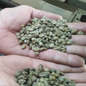 Granos de Café Verde Crudo Brasileño Sin Tostar, a Granel de Nueva York, de Granjas de Minas Gerais, Vida Útil de 12 Meses, Almacenado en Almacén Seco - Product Image 6