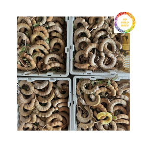 Pâte de tamarin congelée du Vietnam pour la transformation des aliments - Product Image 2