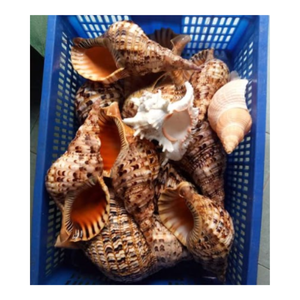 เปลือกหอยส่งออกจากเวียดนามที่มีความต้องการสูงไทรทันและหอยสังข์ร่วมกับเราสำหรับเปลือกหอย/เปลือกหอยไทรทันขนาดใหญ่ - Product Image 4