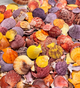 Venta al por mayor de decoraciones de conchas marinas naturales pintadas a mano de Vietnam, diseño artístico de escena de playa, decoración costera Interior del hogar - Product Image 5