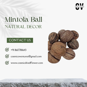 Boule Mintola de qualité supérieure populaire pour mariage, remise de diplôme, décoration de la maison, bureau, arrangement de fleurs séchées, couleurs personnalisées 2026 - Product Image 3