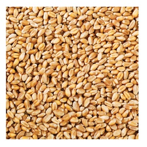 Giá rẻ hạt lúa mì/mềm phay hạt lúa mì từ Ukraine, hạt lúa mì cho con người và động vật tiêu thụ - Product Image 5