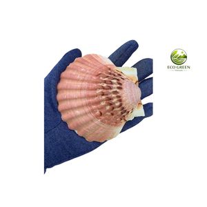 Conchas de Vieira Naturales Pulimentadas Ecológicas en Colores Surtidos para Manualidades, Decoración Costera, Joyería Hecha a Mano, Decoración de Bodas - Product Image 2