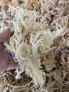 Top Quality Vietnamese <b>Sea</b> <b>Moss</b> Seamoss Organic <b>Natural</b> Fresh Edible Seaweed FMCG Wholesales - Product Image 4
