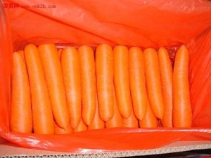 OFERTA ESPECIAL: ZANAHORIAS ORGÁNICAS FRESCAS DE FRANCIA CON 24 MESES DE VIDA ÚTIL DISPONIBLES AL POR MAYOR - Product Image 6