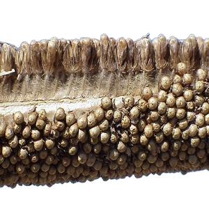 Mijo verde de buena calidad disponible en India - Product Image 3