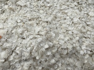 Écailles de poisson naturelles, écailles de tilapia séchées à chaud prêtes pour l'extraction de gélatine, écailles de poisson séchées, écailles de poisson naturelles - Product Image 2