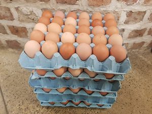 Œufs de poule bruns de qualité supérieure en gros, frais et naturels, prix compétitif - Product Image 4