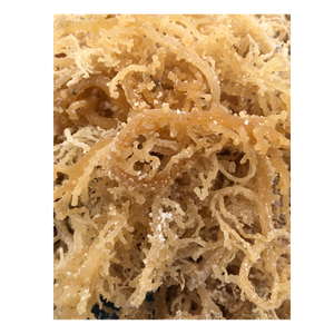 Vente en gros d'algues Cottonii Produits-Gold & Purple Irish Seamoss - Fresh Raw Eucheuma Cottonii Seaweed - Nutrition Food - Product Image 1