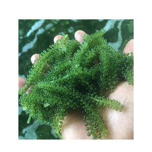Uvas de Mar Secas para Ensaladas e Ingredientes de Sushi, Caulerpa Lentillifera, Proveedor al por Mayor - Product Image 1