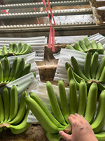 Topkwaliteit Cavendish Bananen – Oorsprong Vietnam, zoet en romig, perfect voor retailketens