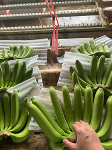 <b>Top</b> Quality Cavendish Bananas – Vietnam Origin, Sweet and Creamy, Perfect for Retail Chains - Product Image 2