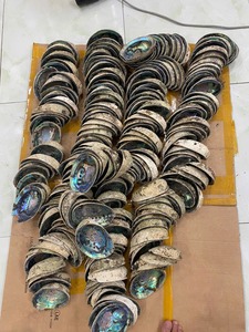 Natural <b>Abalone</b> <b>Shell</b> Decorative Seashell for Home Decoration DIY Craft Jewelry Wholesale Vietnam Supplier - Product Image 6