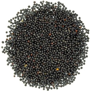 Graines de colza / graines de canola en gros à vendre - Product Image 2