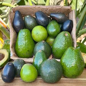 Aguacates Hass frescos orgánicos de alta calidad al mejor precio - Product Image 3