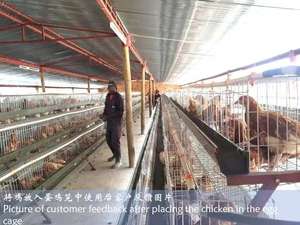 Proveedor de China, jaula grande para animales, jaula para pollos de alimentación de 3 niveles - Product Image 4