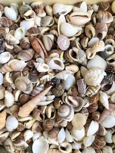 Conchas de Cauri Africanas Auténticas, Cypraea Annulus, Conchas Marinas Naturales Mixtas para Adivinación y Decoración de Bodas - Product Image 5