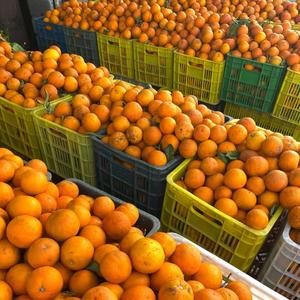 ส้มหวานฉ่ำคุณภาพพรีเมียม จำหน่ายส้มสดออร์แกนิกแบบขายส่ง - Product Image 4