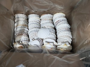 Natural Handicrafts Raw Seashell Fish for Vase Small Accessories Decoration 1-3CM White Scallops <b>Ornaments</b> - Product Image 3