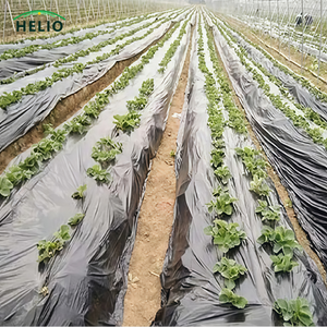 UV 차단 플라스틱 멀칭 필름 농업용 슬리버 블랙 PE (고추, 양파, 파인애플 재배용) - Product Image 5