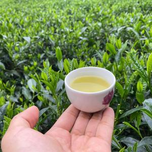 Premium High Quality Green <b>Tea</b> From Vietnam Health <b>Tea</b> for New Age - Product Image 2