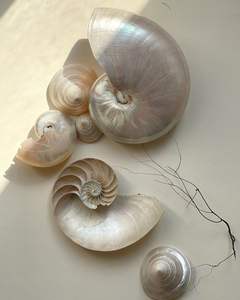 Grande coquille décorative en spirale d'océan ornement d'artisanat naturel matériel marin en gros Vietnam 99 données d'or - Product Image 1