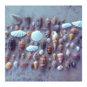 ARTÍCULOS DE DECORACIÓN SEASHELL HECHOS A MANO-VIETNAM SOUVENIRS SEASHELL DE ALTA CALIDAD CON MATERIAL PREMIUM RECOGER DIRECTAMENTE DE KHANH HOA - Product Image 5