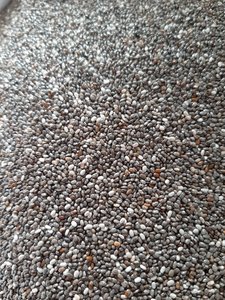 Semillas de Chía Crudas de Primera Calidad para la Industria Alimentaria, Precio al por Mayor, Semillas de Chía Negras Secas, Alto Contenido de Fibra, Empaque a Granel, Vietnam - Product Image 5