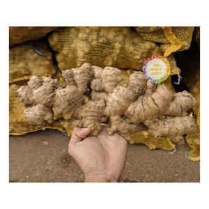 Racines aromatiques uniformes nettoyées d'approvisionnement en vrac de gingembre frais du Vietnam pour la transformation des aliments 99 Gold Company - Product Image 2