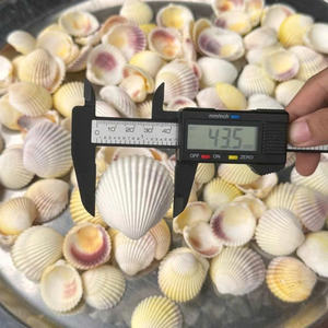 Conchas de vieira grandes y pulidas diseñadas para la presentación de alimentos gourmet y para servir en restaurantes elegantes de estilo mediterráneo. - Product Image 6