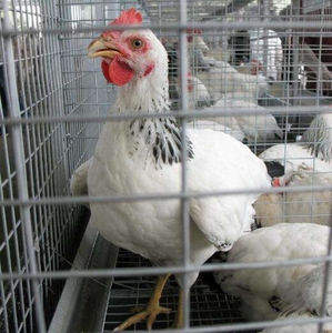 Fourni Bonne Qualité Coop Corée du Sud Poulailler Poulailler Elevage de Poulet Poulailler en Bois avec Boîte Oeuf Inférieur Cassé Taux 62 - Product Image 5