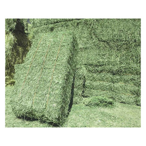 Prêt à fournir Ballots de foin Timothy Granulés de luzerne Cubes de luzerne déshydratés pour chevaux Nourriture pour poisson riche en protéines - Product Image 4