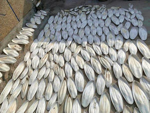 Os de seiche séché, source naturelle de calcium pour oiseaux, reptiles et petits animaux, adapté à la vente en gros - Product Image 5