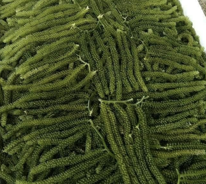 Vietnam Sea Grapes Seaweed Caulerpa Lentillifera for Salad Sushi Fresh Food Ingredient Kitchen and Cafe Use - Product Image 4