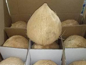 Coco fresco semi descascarillado Semi descascarillado a bajo costo/Coco desecado orgánico - Product Image 6