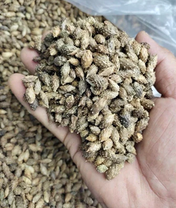 Ingrédient à base de plantes séchées de fruit de Xanthium de haute qualité pour les tisanes et les remèdes traditionnels - Product Image 6