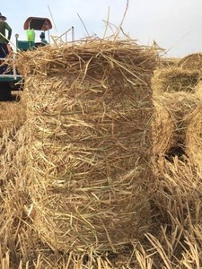 Nhà cung cấp tốt nhất chất lượng gạo rơm liên hệ với chúng tôi giá tốt nhất bán buôn Việt Nam Sử dụng cho hàng thủ công, và sửa đổi đất - Product Image 3
