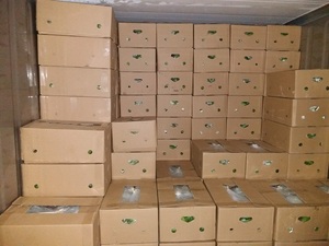 MEILLEUR PRIX FRAIS VERT BANANE CAVENDISH VIETNAMIEN FRUITS FRAIS DU BLEU LOTUS VIETNAM 2024 MS AMELIA + 84855014447 - Product Image 6