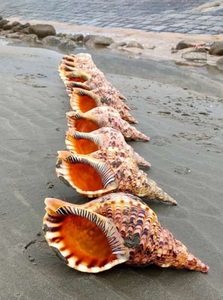 Vietnam Triton Shell Bulk Export, Craft-Ready Large Triton Shell, Pulido Amonite Trumpet Seashell Clean para el envío - Product Image 6