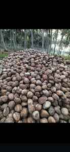 Noix de coco indienne de qualité supérieure (noix de coco semi décortiquée) Pollachi Fruits tropicaux et subtropicaux Noix de coco fraîche mûrie d'Inde - Product Image 5