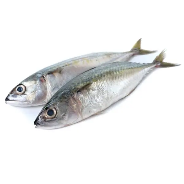 King Fish makarel IQF 200-300g ikan Spanyol beku segar