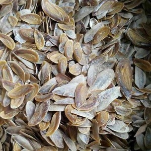 เปลือกหอย murex operculum - Product Image 2