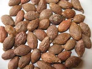 Malva <b>Nut</b> Large Size Malva <b>Nut</b> Stable Quality Choice for Buyers Looking for Reliable Sourcing and Continuous Bulk Orders - Product Image 3