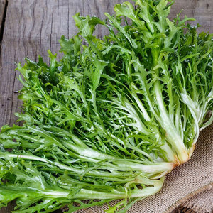 Proveedor mayorista a granel de endivia achicoria: verduras de hoja amarga de grado superior más vendidas - Product Image 4
